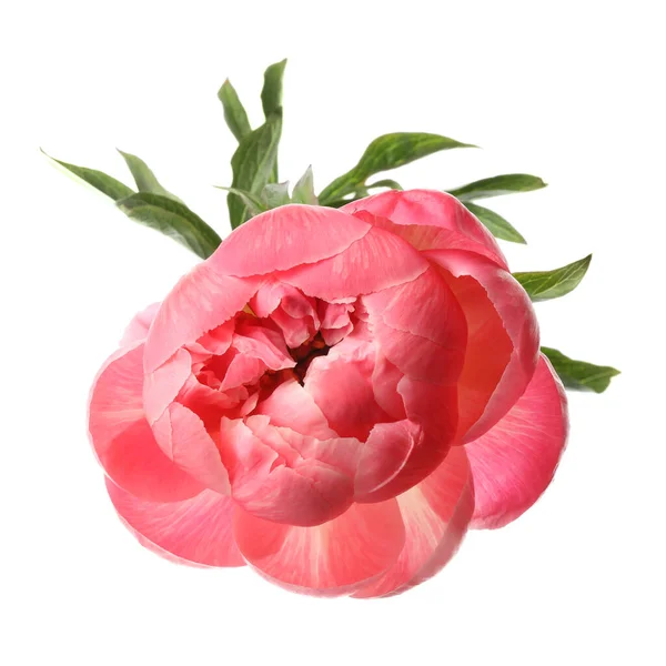 Vacker Blommande Rosa Pion Isolerad Vit — Stockfoto