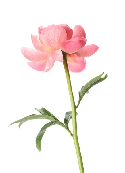 Vacker Blommande Rosa Pion Isolerad Vit — Stockfoto