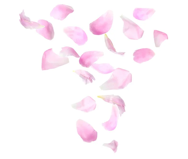 Set Flying Fresh Peony Petals White Background — Stock Photo, Image