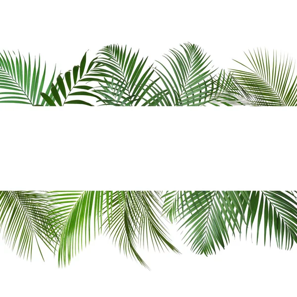 Beyaz Arka Planda Güzel Gür Tropikal Yapraklardan Yapılmış Çerçeve Üst — Stok fotoğraf