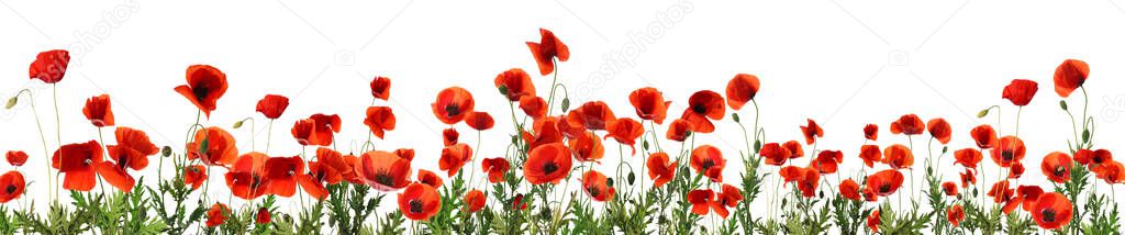 Beautiful red poppy flowers on white background. Banner design