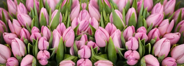 Beau Bouquet Tulipes Violettes Comme Fond Conception Bannière Horizontale — Photo