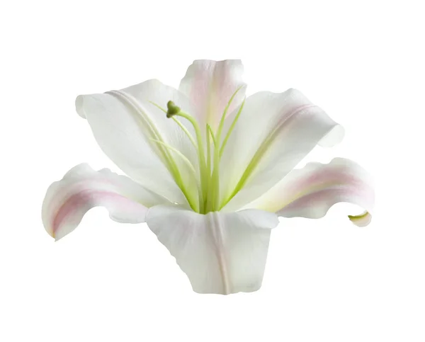 白に孤立した美しい咲くユリの花 — ストック写真