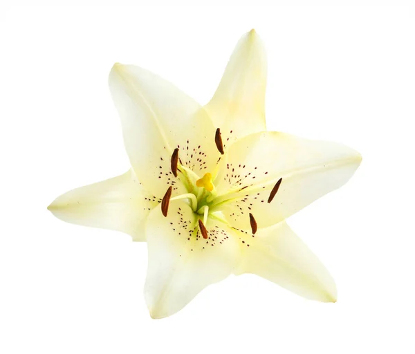 Όμορφο Λουλούδι Κρίνο Που Ανθίζει Απομονωμένο Λευκό — Φωτογραφία Αρχείου