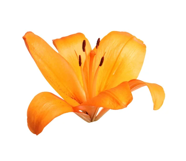 Красивый Цветущий Оранжевый Цветок Лилии Изолирован Белом — стоковое фото
