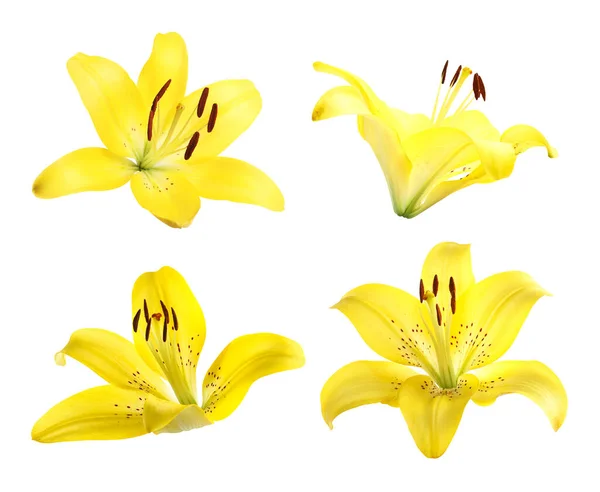 Beyaz Arkaplanda Çiçek Açan Sarı Zambaklar — Stok fotoğraf