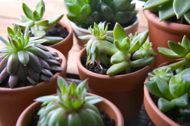 Masada birçok farklı ekheverias var, yakın plan. Güzel sulu bitkiler.