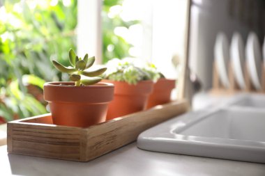 Mutfak tezgahında güzel echeverias. Sulu bitkiler.