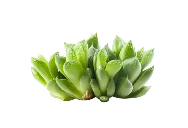 Belo Echeveria Isolado Branco Planta Suculenta — Fotografia de Stock