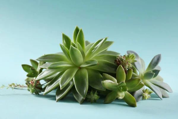 Belles Écheverias Sur Fond Bleu Clair Plantes Succulentes — Photo