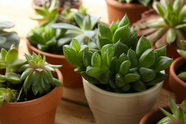 Sok Különböző Echeveria Van Asztalon Közelkép Gyönyörű Zamatos Növények — Stock Fotó