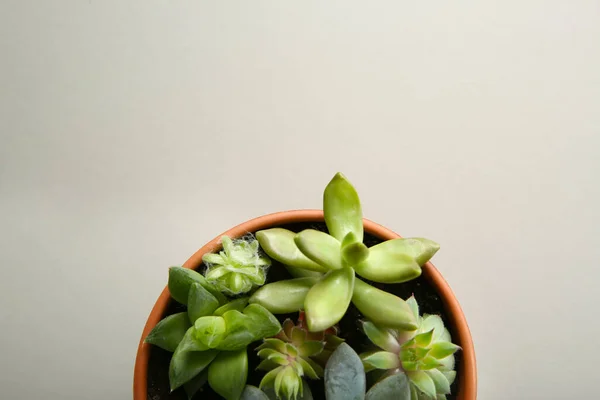 Schöne Eingetopfte Echeverie Auf Weißem Hintergrund Draufsicht Mit Platz Für — Stockfoto