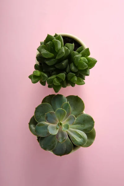 Different Echeverias Pink Background Flat Lay Beautiful Succulent Plants — Stock Photo, Image