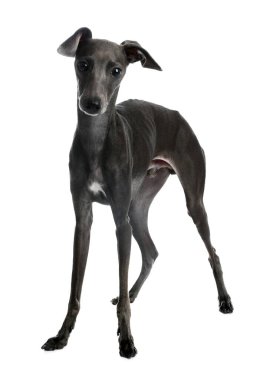 Beyaz arka planda sevimli İtalyan tazı köpeği