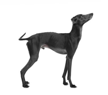 Beyaz arka planda sevimli İtalyan tazı köpeği