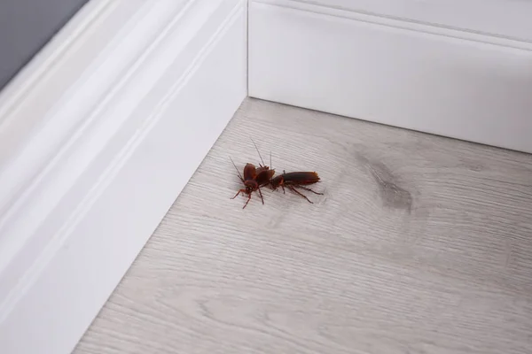 Κατσαρίδες Ξύλινο Πάτωμα Στη Γωνία Στο Σπίτι Έλεγχος Παρασίτων — Φωτογραφία Αρχείου
