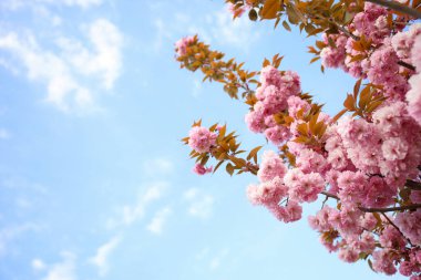 Açık havada çiçek açan pembe sakura ağacının yakın görüntüsü