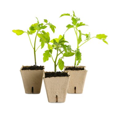 Yeşil domates tohumları, bembeyaz tencerelerde izole edilmiş.