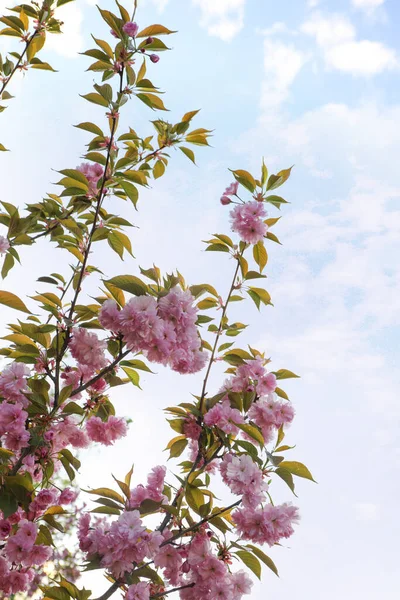 Цвітіння Рожевого Сакури Відкритому Повітрі День Весни Крупним Планом — стокове фото