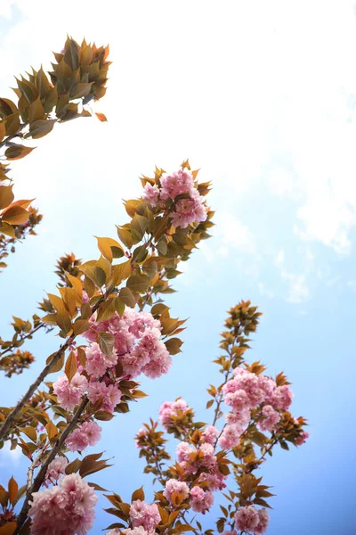 Крупним Планом Вид Квітучого Рожевого Дерева Сакури Відкритому Повітрі — стокове фото
