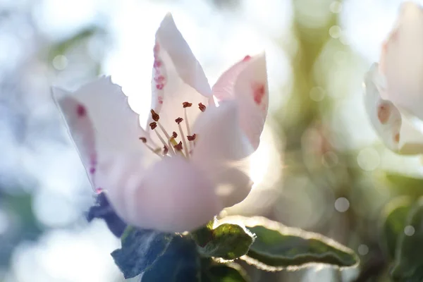 Detailní Pohled Krásné Kvetoucí Quince Strom Venku Jaře — Stock fotografie