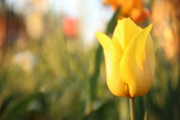 Güneşli Bahar Gününde Açık Havada Açan Güzel Sarı Lale — Stok fotoğraf