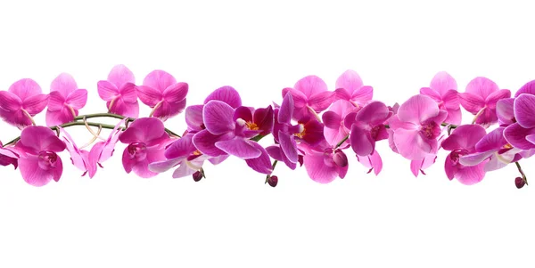 Ramură Orhidee Frumoasă Fundal Alb Design Bannere — Fotografie, imagine de stoc