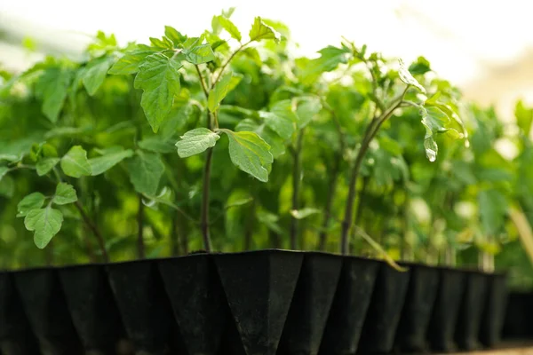 Många Gröna Tomatplantor Plantfacket Bordet — Stockfoto