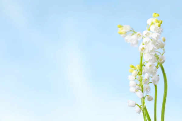 Vacker Lilja Dalen Blommor Mot Blå Himmel Närbild Plats För — Stockfoto