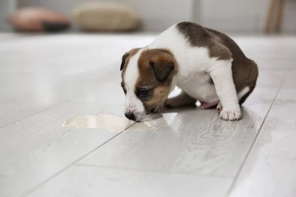 Cãozinho Adorável Perto Poça Chão Dentro Casa — Fotografia de Stock