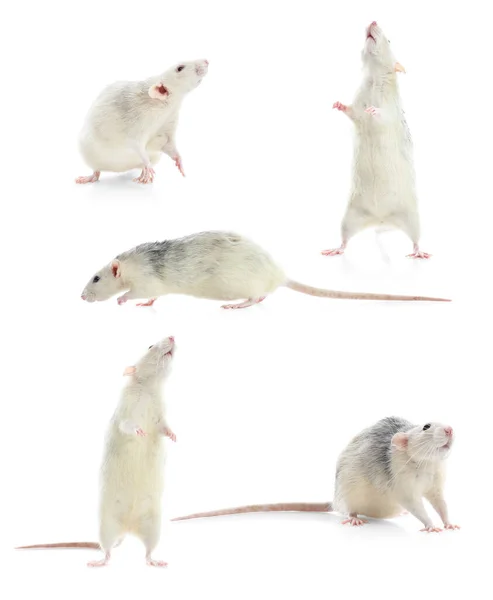 Set Von Niedlichen Kleinen Ratten Auf Weißem Hintergrund — Stockfoto