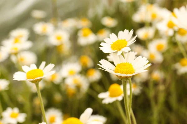 Piękne Kwiaty Rumianku Rosnące Polu Zbliżenie — Zdjęcie stockowe