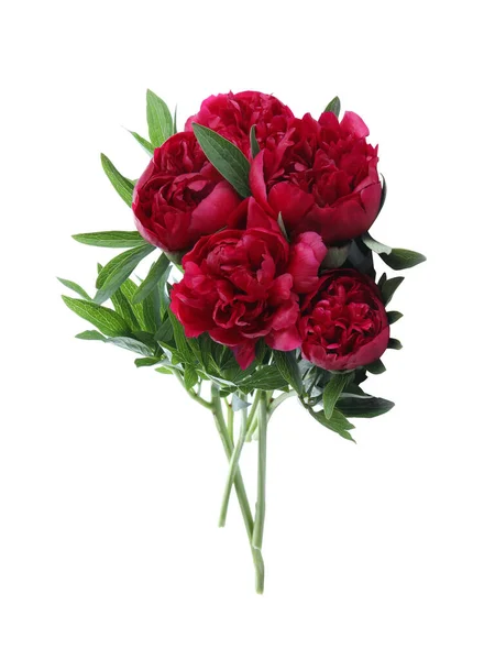 Bouquet Beautiful Red Peonies Isolated White Stock Image