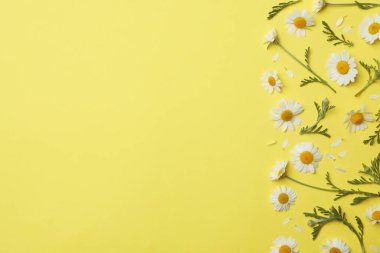 Düz kompozisyon ve sarı arka planda taze papatya çayı. Metin için boşluk