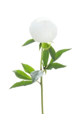 Güzel çiçek açan şakayık çiçekleri beyaz renkte izole edilmiş.