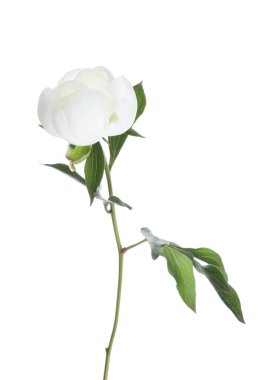 Güzel çiçek açan şakayık çiçekleri beyaz renkte izole edilmiş.