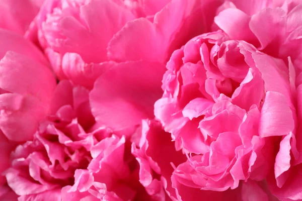 Hermoso Ramo Peonía Rosa Como Fondo Primer Plano — Foto de Stock