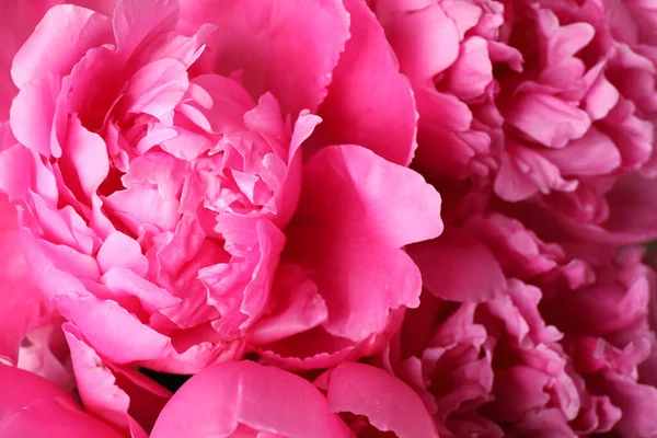 Belo Buquê Peônia Rosa Como Fundo Close — Fotografia de Stock