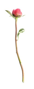 Güzel pembe şakayık tomurcuğu beyazda izole edilmiş.
