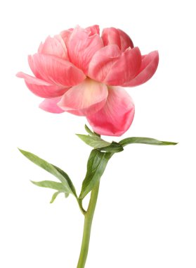 Güzel çiçek açan pembe şakayık beyazda izole edilmiş