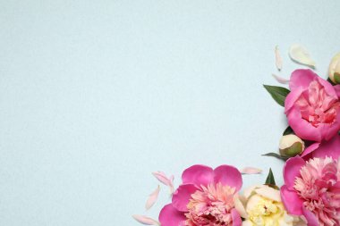 Açık mavi arka planda güzel, taze şakayıklar, düz yatış. Metin için boşluk