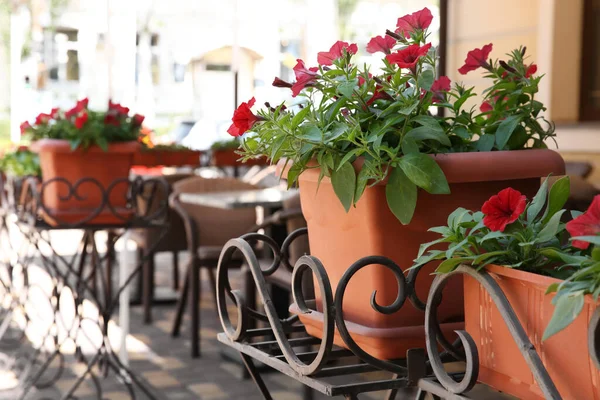 Bellissimi Fiori Rossi Vasi Piante All Aperto Nella Giornata Sole — Foto Stock