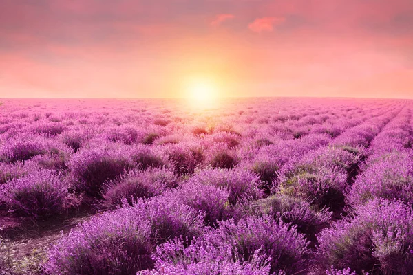 Vacker Blommande Lavendel Fält Sommardagen Vid Solnedgången — Stockfoto