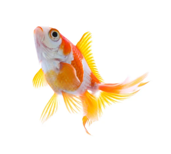 Belo Pequeno Peixe Dourado Brilhante Isolado Branco — Fotografia de Stock