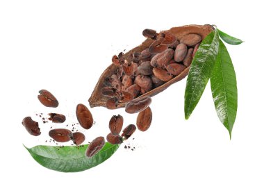Kakao kabuğu ve fasulye beyaz arka plana düşüyor 
