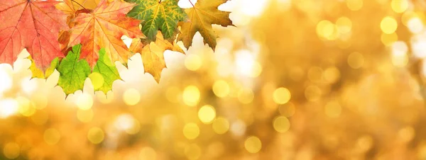 Krásný Podzim Opuští Venku Slunečného Dne Prostor Pro Text Bokeh — Stock fotografie