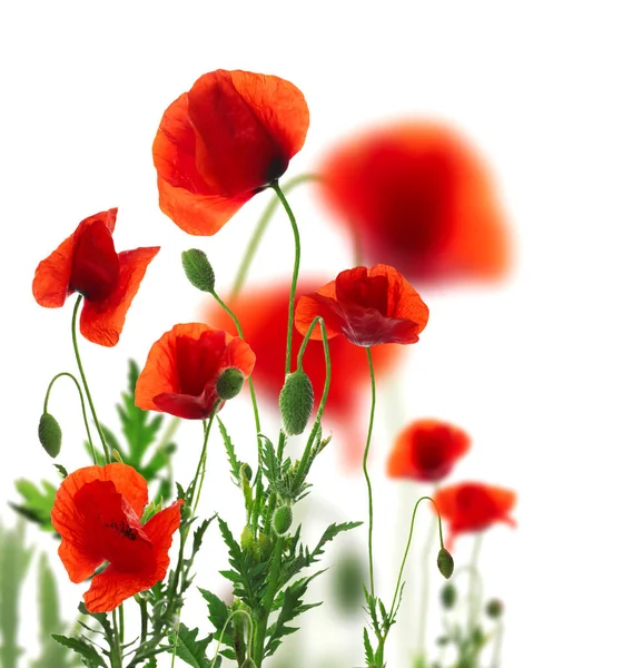 Hermosas Flores Amapola Roja Sobre Fondo Blanco —  Fotos de Stock