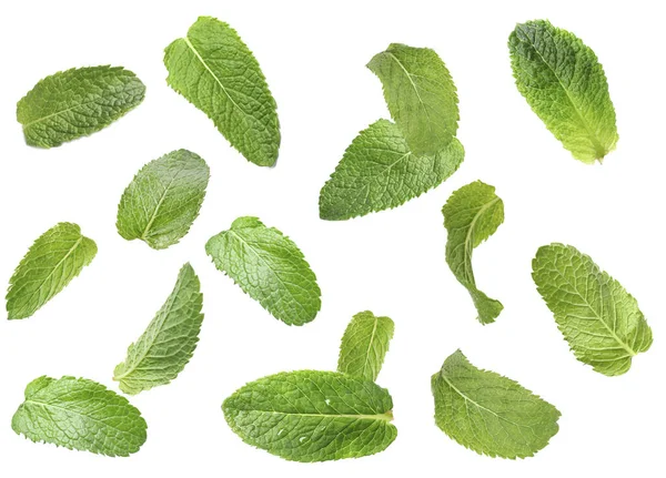 白い背景に緑のミントの葉の飛行のセット — ストック写真