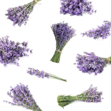 Beyaz arka planda bir demet güzel lavanta çiçeği.