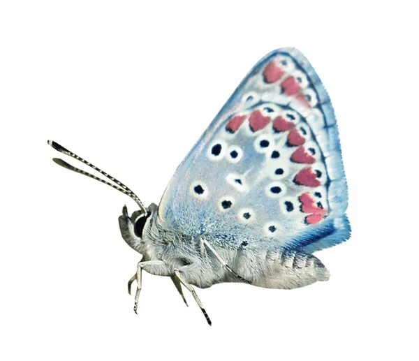 Schöne Helle Schmetterling Fliegen Auf Weißem Hintergrund — Stockfoto